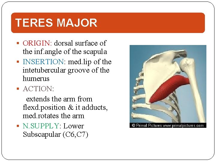 TERES MAJOR ORIGIN: dorsal surface of the inf. angle of the scapula INSERTION: med.