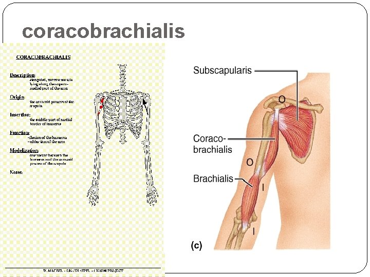 coracobrachialis 