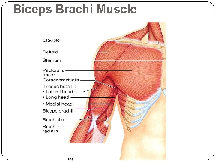 Biceps Brachi Muscle 