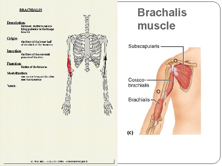 Brachalis muscle 