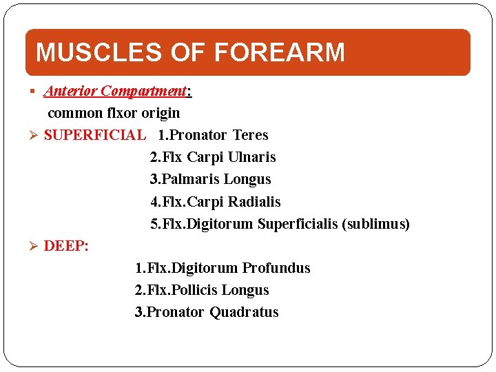 MUSCLES OF FOREARM Anterior Compartment: common flxor origin Ø SUPERFICIAL 1. Pronator Teres 2.