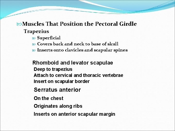  Muscles That Position the Pectoral Girdle Trapezius Superficial Covers back and neck to