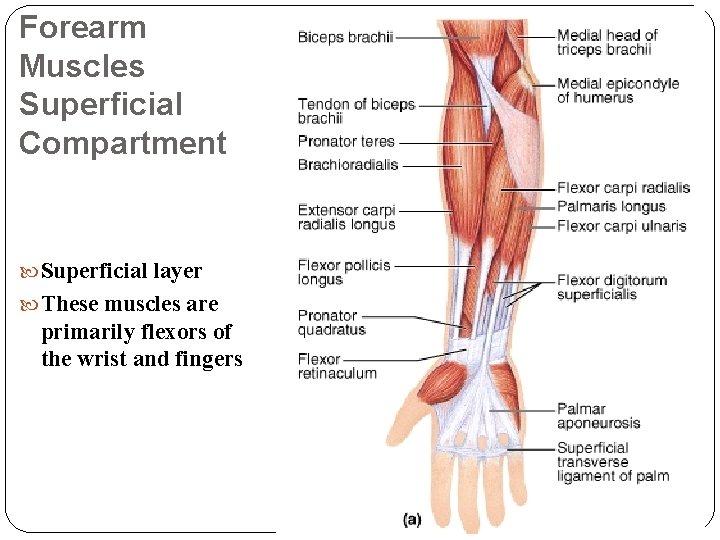 Forearm Muscles Superficial Compartment Superficial layer These muscles are primarily flexors of the wrist