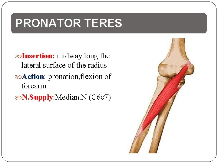PRONATOR TERES Insertion: midway long the lateral surface of the radius Action: pronation, flexion