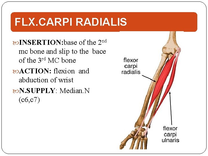 FLX. CARPI RADIALIS INSERTION: base of the 2 nd mc bone and slip to