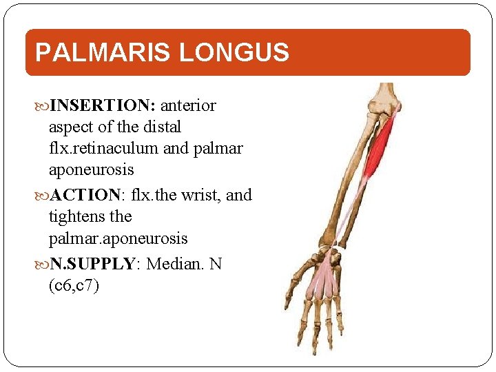 PALMARIS LONGUS INSERTION: anterior aspect of the distal flx. retinaculum and palmar aponeurosis ACTION: