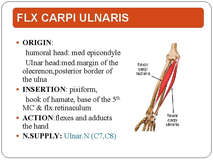 FLX CARPI ULNARIS ORIGIN: humoral head: med epicondyle Ulnar head: med. margin of the