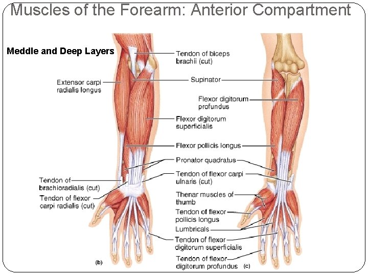 Muscles of the Forearm: Anterior Compartment Meddle and Deep Layers 