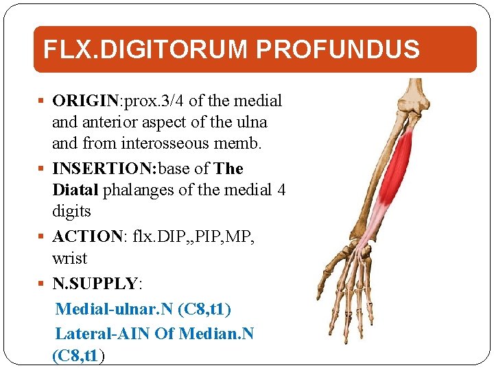 FLX. DIGITORUM PROFUNDUS ORIGIN: prox. 3/4 of the medial and anterior aspect of the