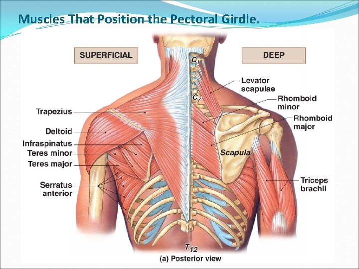 Muscles That Position the Pectoral Girdle. 