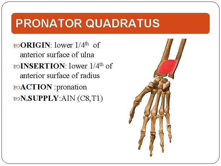 PRONATOR QUADRATUS ORIGIN: lower 1/4 th of anterior surface of ulna INSERTION: lower 1/4