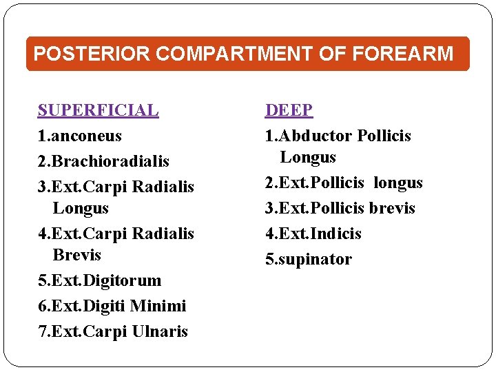 POSTERIOR COMPARTMENT OF FOREARM SUPERFICIAL 1. anconeus 2. Brachioradialis 3. Ext. Carpi Radialis Longus