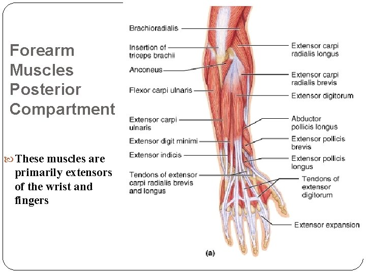 Forearm Muscles Posterior Compartment These muscles are primarily extensors of the wrist and fingers