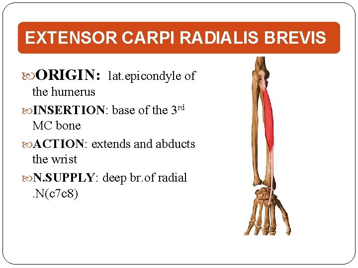 EXTENSOR CARPI RADIALIS BREVIS ORIGIN: lat. epicondyle of the humerus INSERTION: base of the