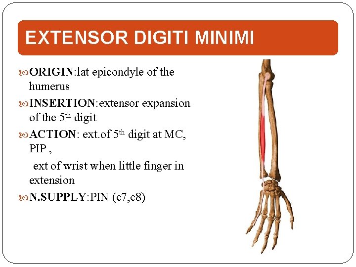 EXTENSOR DIGITI MINIMI ORIGIN: lat epicondyle of the humerus INSERTION: extensor expansion of the