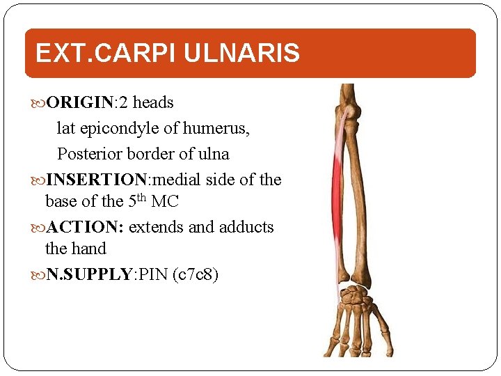 EXT. CARPI ULNARIS ORIGIN: 2 heads lat epicondyle of humerus, Posterior border of ulna