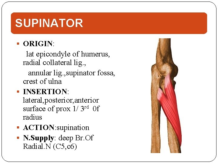 SUPINATOR ORIGIN: lat epicondyle of humerus, radial collateral lig. , annular lig. , supinator
