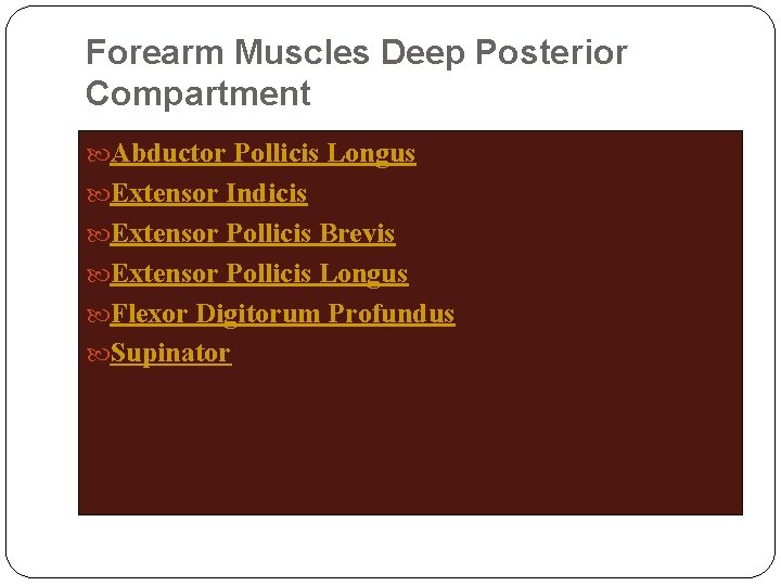 Forearm Muscles Deep Posterior Compartment Abductor Pollicis Longus Extensor Indicis Extensor Pollicis Brevis Extensor