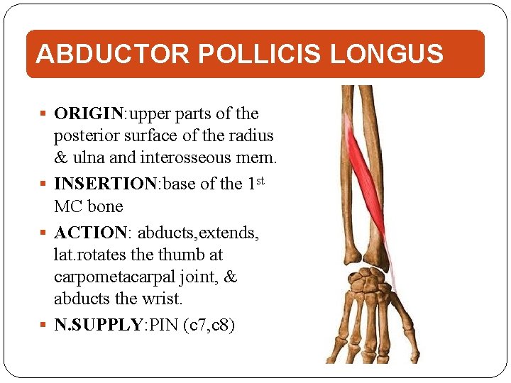 ABDUCTOR POLLICIS LONGUS ORIGIN: upper parts of the posterior surface of the radius &