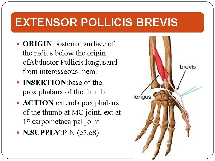EXTENSOR POLLICIS BREVIS ORIGIN: posterior surface of the radius below the origin of. Abductor