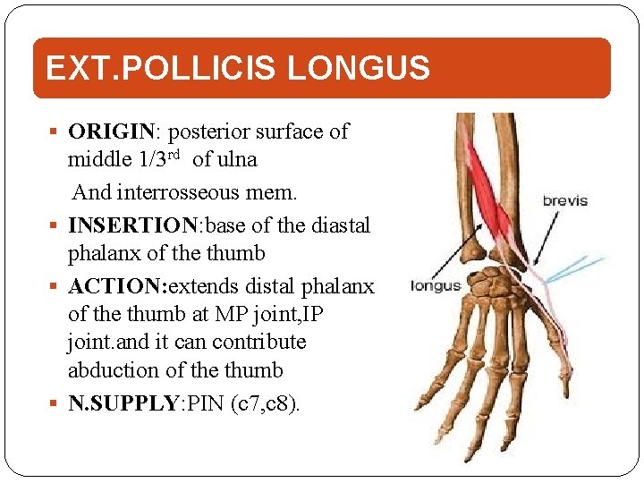 EXT. POLLICIS LONGUS ORIGIN: posterior surface of middle 1/3 rd of ulna And interrosseous