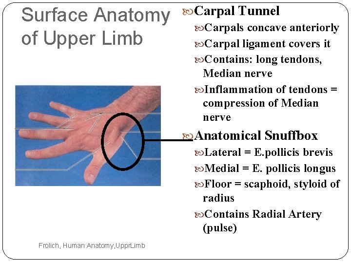 Surface Anatomy of Upper Limb Carpal Tunnel Carpals concave anteriorly Carpal ligament covers it