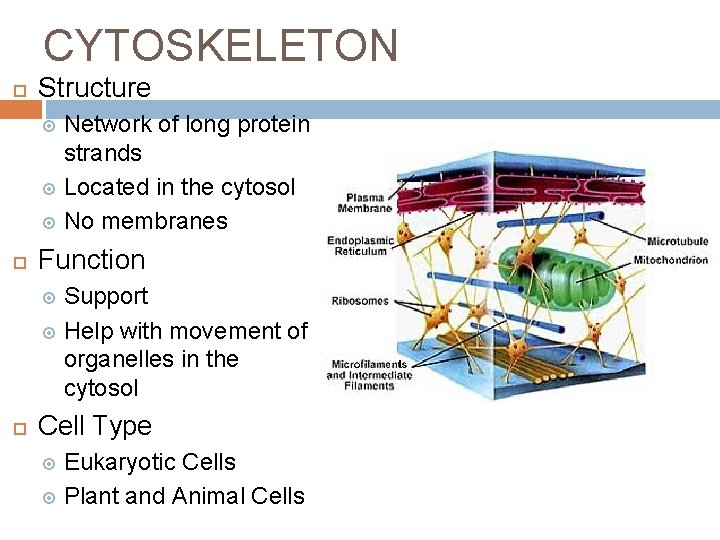 CYTOSKELETON Structure Network of long protein strands Located in the cytosol No membranes Function