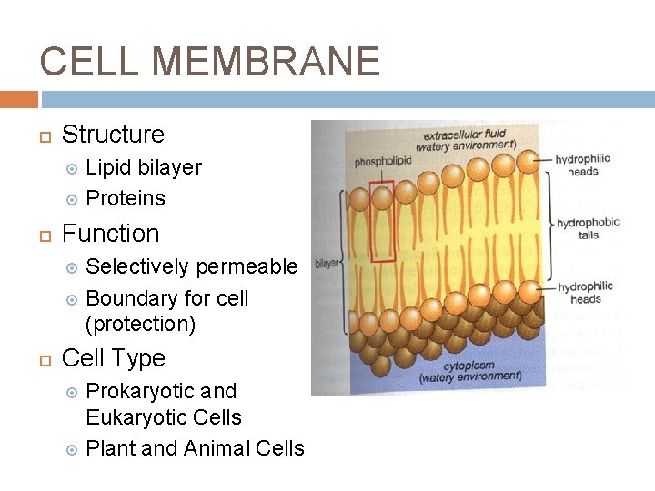 CELL MEMBRANE Structure Lipid bilayer Proteins Function Selectively permeable Boundary for cell (protection) Cell