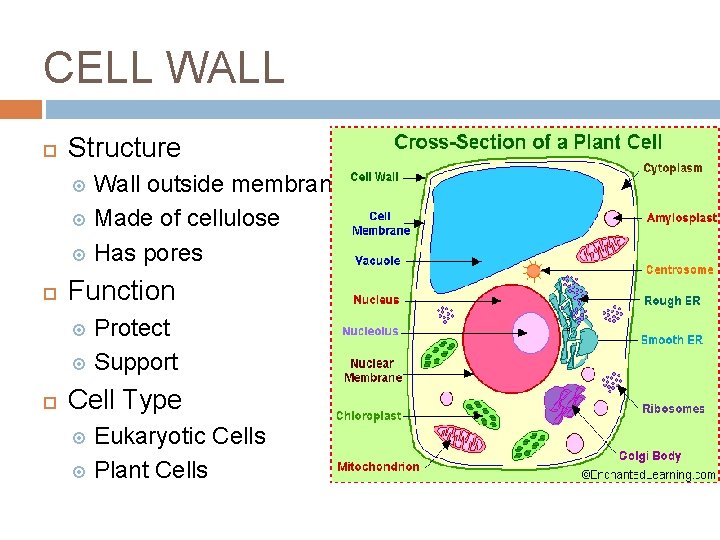 CELL WALL Structure Wall outside membrane Made of cellulose Has pores Function Protect Support