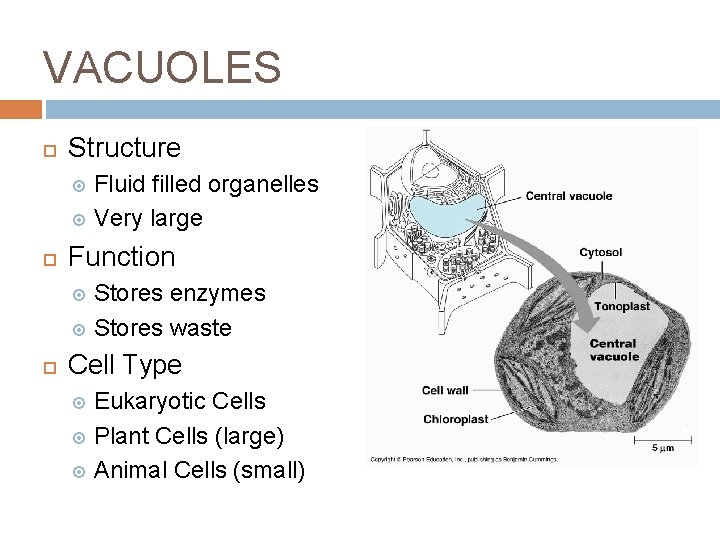 VACUOLES Structure Fluid filled organelles Very large Function Stores enzymes Stores waste Cell Type
