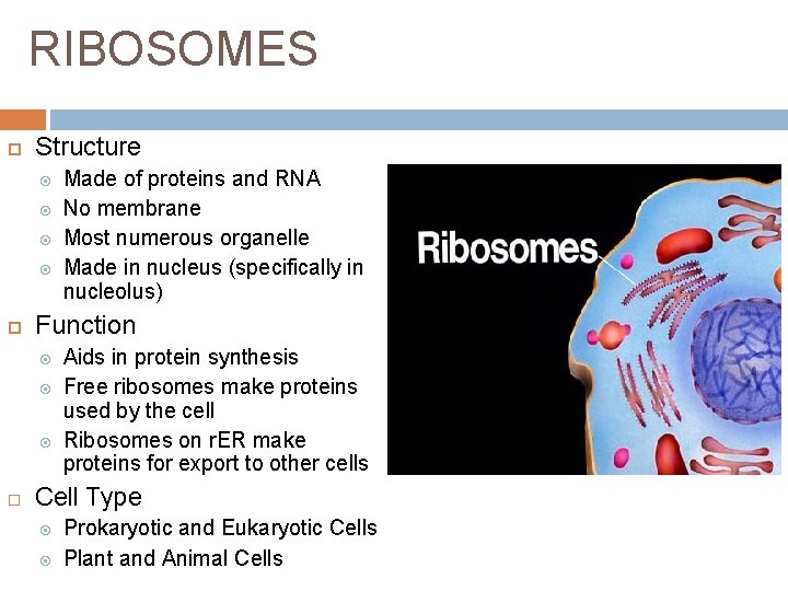 RIBOSOMES Structure Function Made of proteins and RNA No membrane Most numerous organelle Made