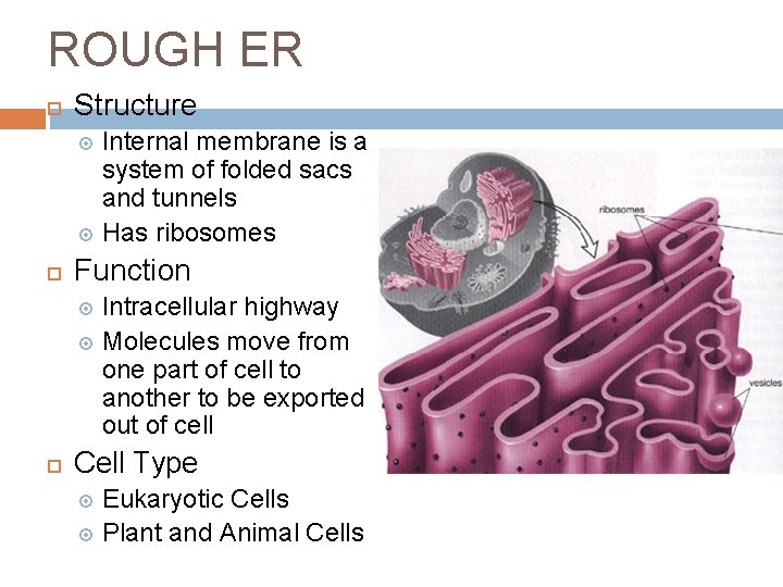 ROUGH ER Structure Internal membrane is a system of folded sacs and tunnels Has