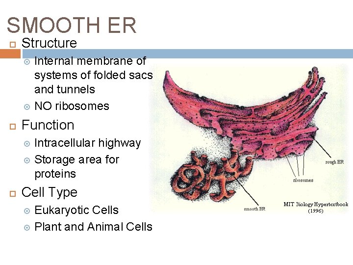 SMOOTH ER Structure Internal membrane of systems of folded sacs and tunnels NO ribosomes