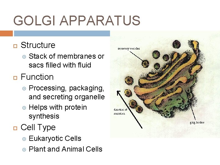 GOLGI APPARATUS Structure Stack of membranes or sacs filled with fluid Function Processing, packaging,