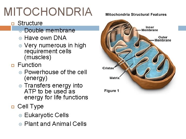 MITOCHONDRIA Structure Double membrane Have own DNA Very numerous in high requirement cells (muscles)