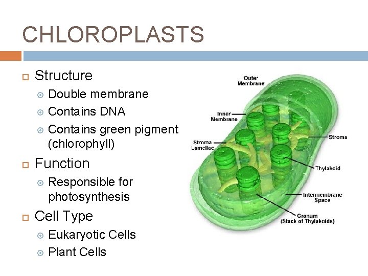 CHLOROPLASTS Structure Double membrane Contains DNA Contains green pigment (chlorophyll) Function Responsible for photosynthesis