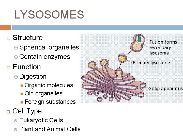 LYSOSOMES Structure Spherical organelles Contain enzymes Function Digestion Organic molecules Old organelles Foreign substances