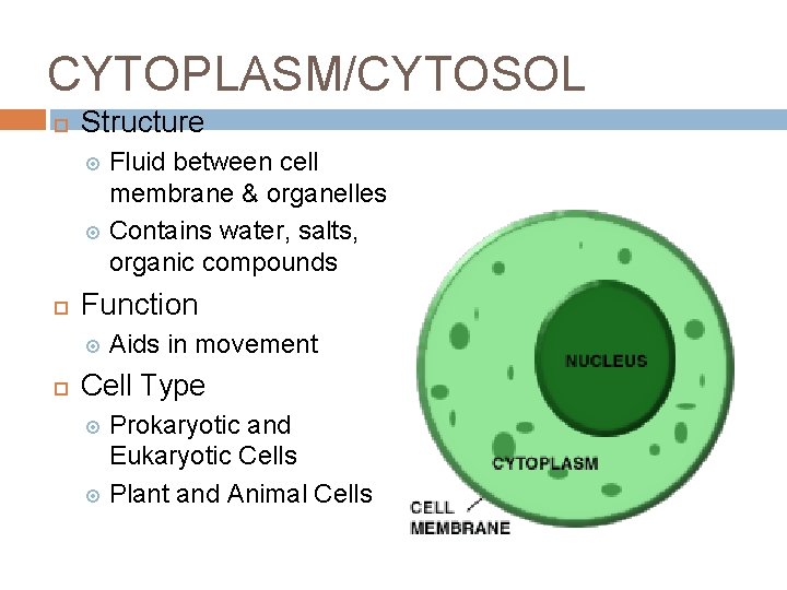CYTOPLASM/CYTOSOL Structure Fluid between cell membrane & organelles Contains water, salts, organic compounds Function