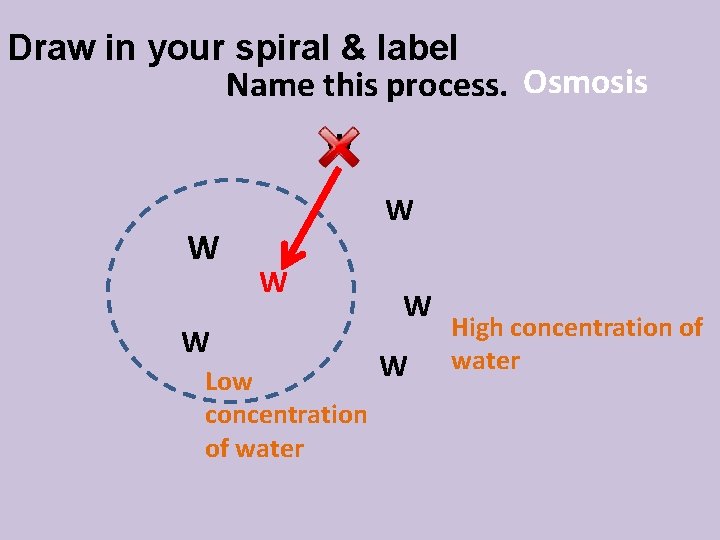 Draw in your spiral & label Name this process. Osmosis W W W Low