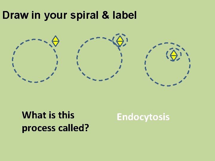 Draw in your spiral & label What is this process called? Endocytosis 