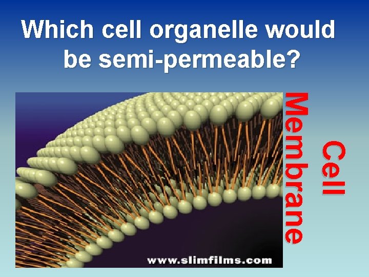 Which cell organelle would be semi-permeable? Cell Membrane 