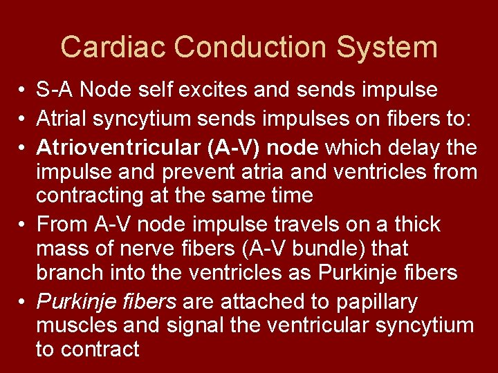 Cardiac Conduction System • S-A Node self excites and sends impulse • Atrial syncytium