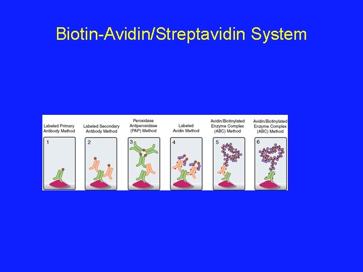 Biotin-Avidin/Streptavidin System 