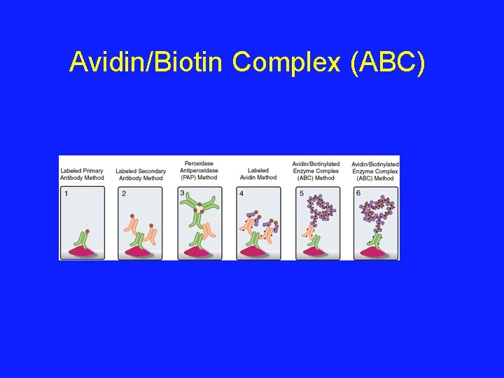 Avidin/Biotin Complex (ABC) 