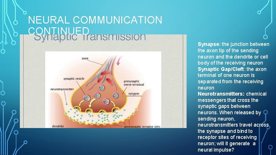 NEURAL COMMUNICATION CONTINUED Synapse: the junction between the axon tip of the sending neuron