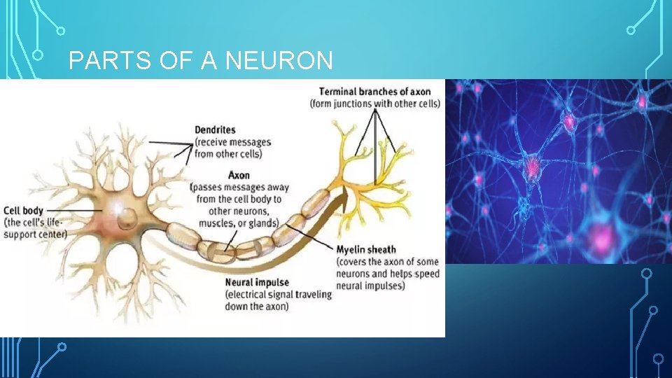 PARTS OF A NEURON • Image of many neurons together 