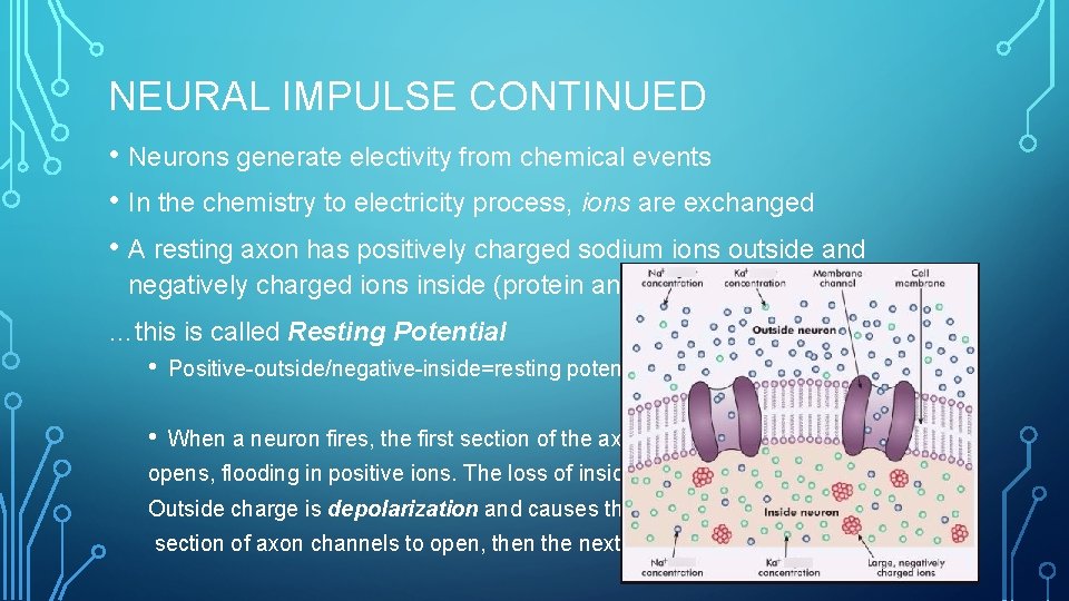 NEURAL IMPULSE CONTINUED • Neurons generate electivity from chemical events • In the chemistry