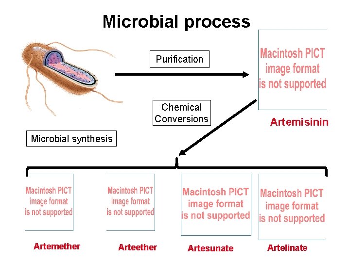 Microbial process Purification Chemical Conversions Artemisinin Microbial synthesis Artemether Artesunate Artelinate 