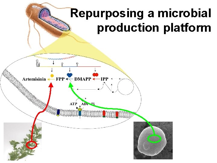 Repurposing a microbial production platform 