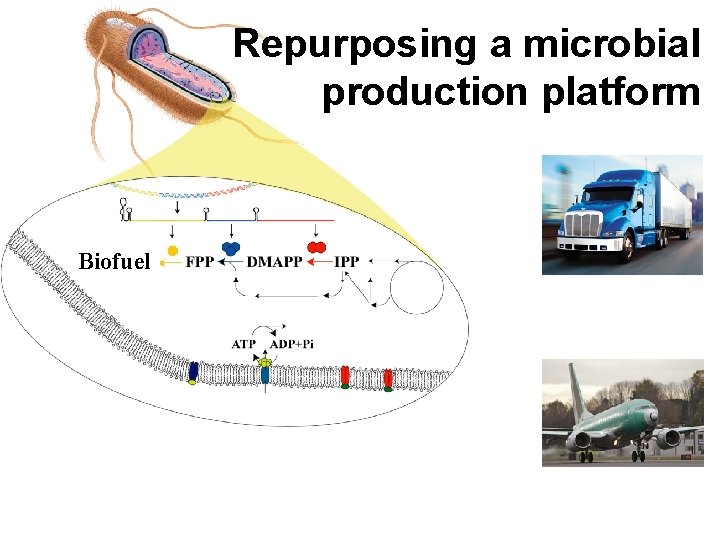 Repurposing a microbial production platform Biofuel 